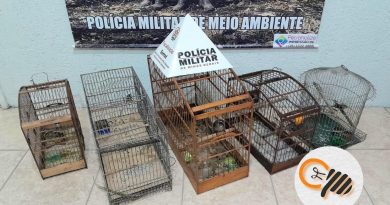 MULHER É PRESA E PÁSSAROS DA FAUNA SILVESTRE APREENDIDOS EM SÃO LOURENÇO