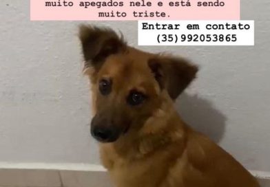 CACHORRINHO DESAPARECIDO. RECOMPENSA DE R$200!