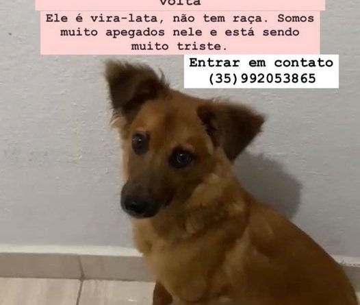 CACHORRINHO DESAPARECIDO. RECOMPENSA DE R$200!