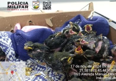 MAIS DE 160 PÁSSAROS SILVESTRES SÃO RESGATADOS EM VARGINHA NO SUL DE MINAS