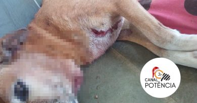 CÃES DA RAÇA PIT BULL ATACAM E FAZEM VÍTIMAS NO BAIRRO JARDIM DAS ACÁCIAS EM SÃO LOURENÇO