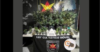 POLÍCIA MILITAR PRENDE AUTOR E APREENDE PLANTAS ANÁLOGAS A CANNABIS SATIVA