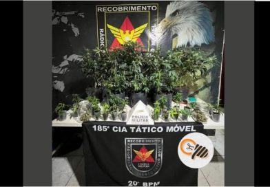 POLÍCIA MILITAR PRENDE AUTOR E APREENDE PLANTAS ANÁLOGAS A CANNABIS SATIVA