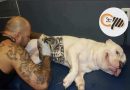 GOVERNO SANCIONA LEI QUE PROÍBE TATUAGENS E PIERCINGS EM CÃES E GATOS