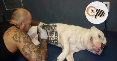 GOVERNO SANCIONA LEI QUE PROÍBE TATUAGENS E PIERCINGS EM CÃES E GATOS GOVERNO SANCIONA LEI QUE PROÍBE TATUAGENS E PIERCINGS EM CÃES E GATOS