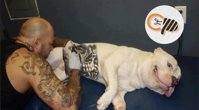 GOVERNO SANCIONA LEI QUE PROÍBE TATUAGENS E PIERCINGS EM CÃES E GATOS