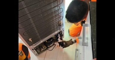 BOMBEIROS DE ANDRADAS REALIZAM TRÊS SALVAMENTOS DE GATOS EM UM ÚNICO DIA