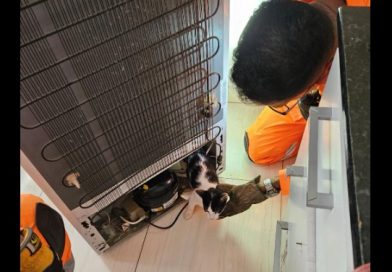 BOMBEIROS DE ANDRADAS REALIZAM TRÊS SALVAMENTOS DE GATOS EM UM ÚNICO DIA