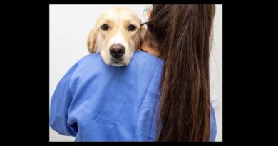 LEI TORNA CRIME EXERCÍCIO ILEGAL DA MEDICINA VETERINÁRIA