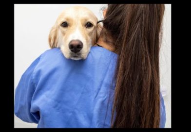 LEI TORNA CRIME EXERCÍCIO ILEGAL DA MEDICINA VETERINÁRIA LEI TORNA CRIME EXERCÍCIO ILEGAL DA MEDICINA VETERINÁRIA